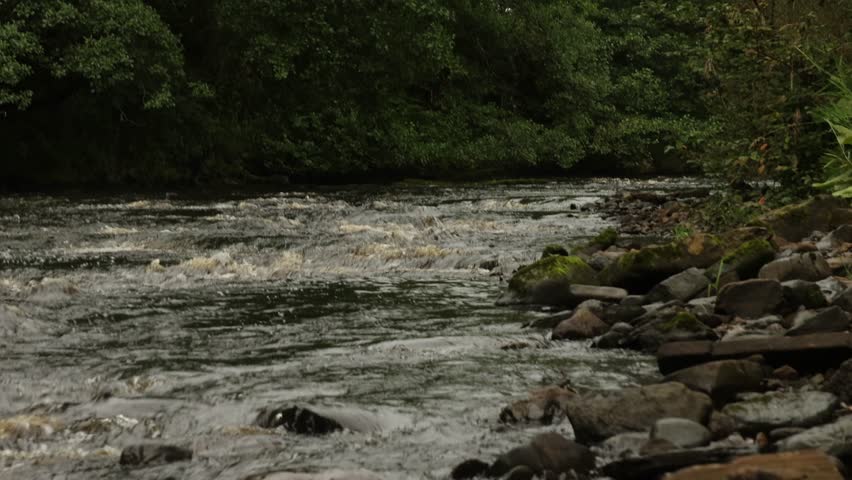Dynamic footage of fast moving water rapids flowing over dark mossy rocks in serene forest environment. Cinematic shot featuring calm woodland scenery and tranquil stream current.