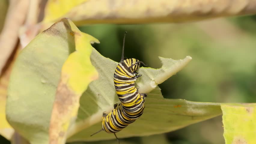 Monarch Butterfly Caterpillar Eating Green Leaf Macro Nature Video