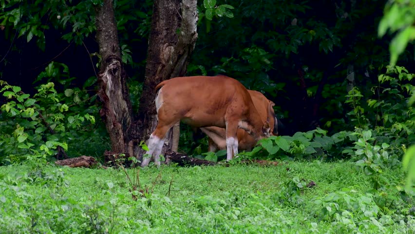 Two banteng cows feeding on fresh grass in lush forest habitat during wet weather. Cinematic footage captures wild cattle interacting near ancient tree in tropical jungle environment.