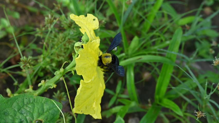 Carpenter bees seeking honey from a yellow flower. Its species in the genus Xylocopa of the subfamily Xylocopinae. A large carpenter bee, featuring a glossy black body and a fuzzy yellow thorax, rests at the center of a bright yellow blossom. Slow motion video.

