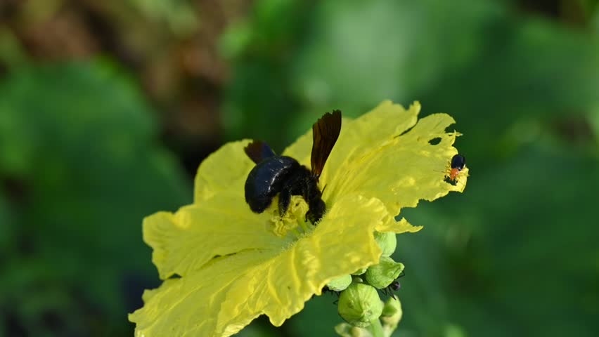 Carpenter bees seeking honey from a yellow flower. Its species in the genus Xylocopa of the subfamily Xylocopinae. A large carpenter bee, featuring a glossy black body and a fuzzy yellow thorax, rests at the center of a bright yellow blossom. Slow motion video.
