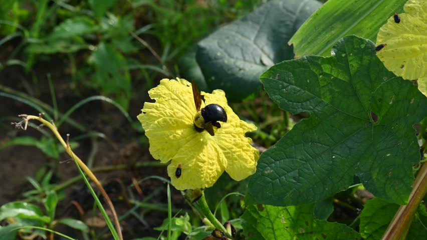 Carpenter bees seeking honey from a yellow flower. Its species in the genus Xylocopa of the subfamily Xylocopinae. A large carpenter bee, featuring a glossy black body and a fuzzy yellow thorax, rests at the center of a bright yellow blossom. Slow motion video.
