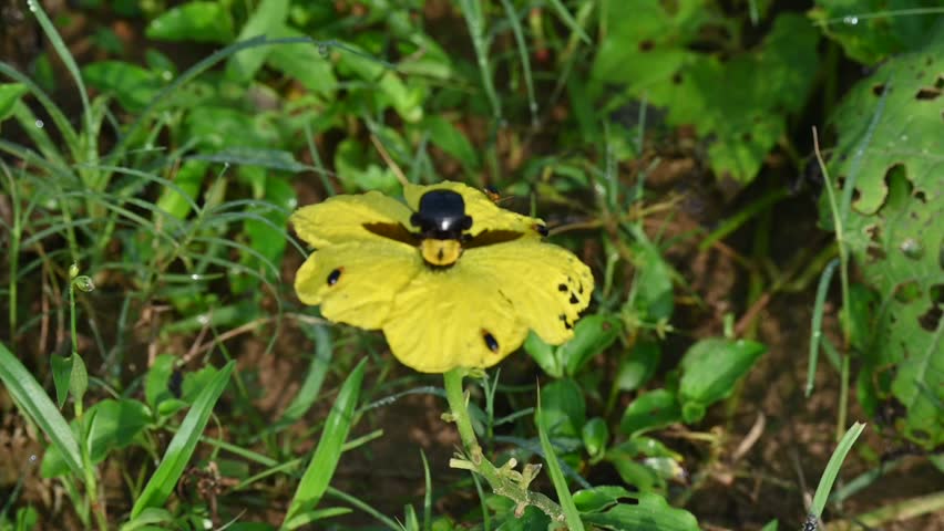 Carpenter bees seeking honey from a yellow flower. Its species in the genus Xylocopa of the subfamily Xylocopinae. A large carpenter bee, featuring a glossy black body and a fuzzy yellow thorax, rests at the center of a bright yellow blossom. Slow motion video.
