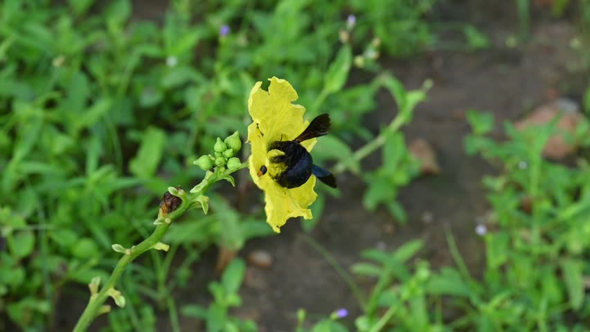 Carpenter bees seeking honey from a yellow flower. Its species in the genus Xylocopa of the subfamily Xylocopinae. A large carpenter bee, featuring a glossy black body and a fuzzy yellow thorax, rests at the center of a bright yellow blossom. Slow motion video.
