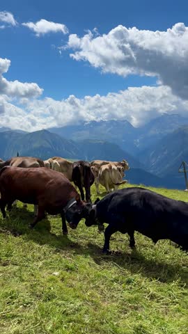 Herd of cows fighting and grazing on a high mountain pasture in the Swiss Alps under a blue sky with fluffy clouds