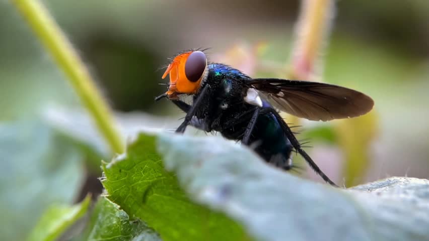 Close Up Macro of a Metallic Blue Blowfly with Bright Orange Head Sitting on Green Leaf in Nature