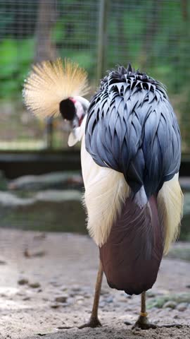 back portrait of grey crowned crane preening in the zoo