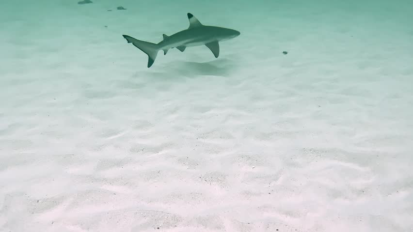 Underwater footage captures blacktip reef shark gliding gracefully over white sandy seafloor in shallow tropical turquoise water. Cinematic marine life scene features elegant predator motion.