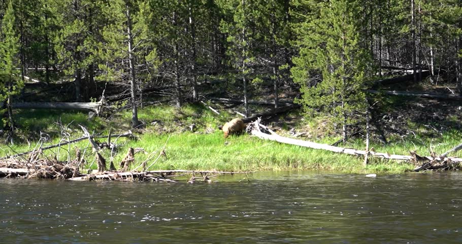 Brown bear foraging for grass along river in Yellowstone National Park, Wyoming