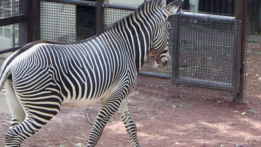 Footage featuring Grevy zebra walking towards entrance of animal enclosure inside zoo setting. Wildlife creature with black and white striped pattern moves calmly into shelter.