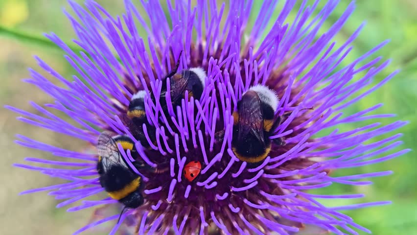 Top view of four bumblebees collecting pollen on a blooming purple artichoke flower while a red ladybug crawls among the florets in a natural garden.