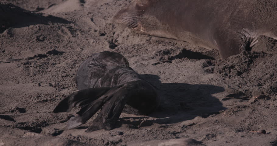 Wildlife footage of a northern elephant seal mother resting beside her pup at the Piedras Blancas Elephant Seal Rookery near San Simeon, California. The resting female briefly wakes, vocalizes toward the nearby pup, then settles back down to rest. A natural moment capturing maternal behavior in a coastal seal colony.