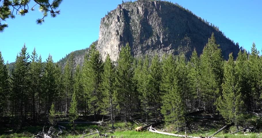 Grizzly bear eating grass under mountain at Yellowstone National Park, Wyoming