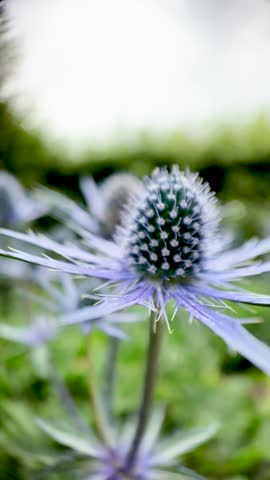 Eryngium sea holly flower fills the frame in a tight macro shot, revealing its spiky blue bracts and textured central cone. vertical video