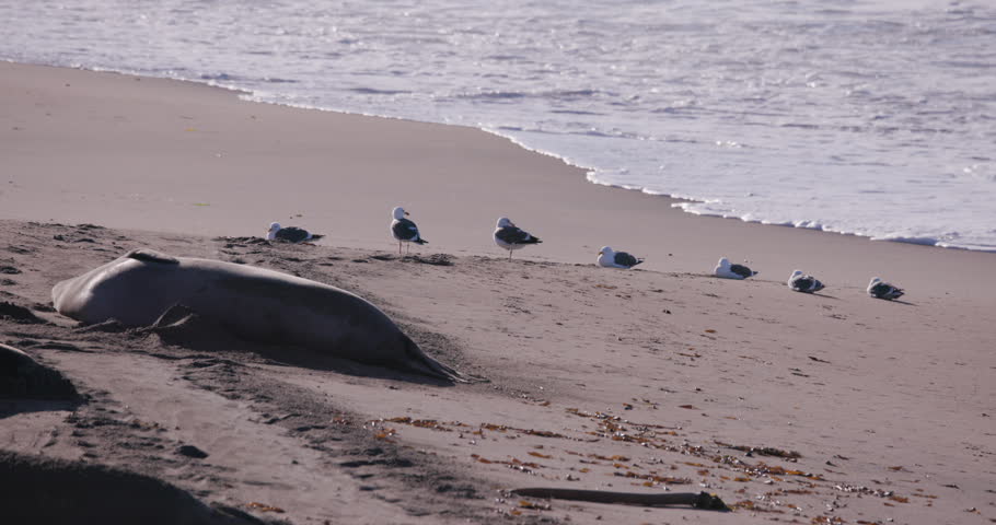 Wildlife footage of seven western gulls resting and standing along a sandy beach as Pacific Ocean waves roll in behind them. A female northern elephant seal sleeps in the foreground, creating a peaceful coastal wildlife scene at the Piedras Blancas Elephant Seal Rookery near San Simeon, California. Ideal for nature, wildlife, marine, and coastal productions.