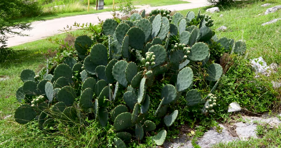 Static video of prickly pear cactus. Wind is blowing other platns around the cactus.