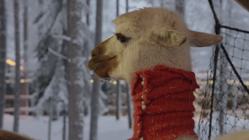 A fluffy alpaca wearing a red knitted neck warmer stands in a snowy winter forest with pine trees and glowing lights