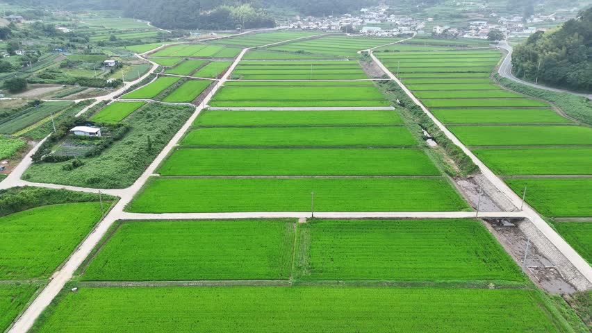 Drone footage of rice fields, agricultural land and rural roads with a Korean village in South Korea. Green cultivated farmland in a mountain valley during the growing season.