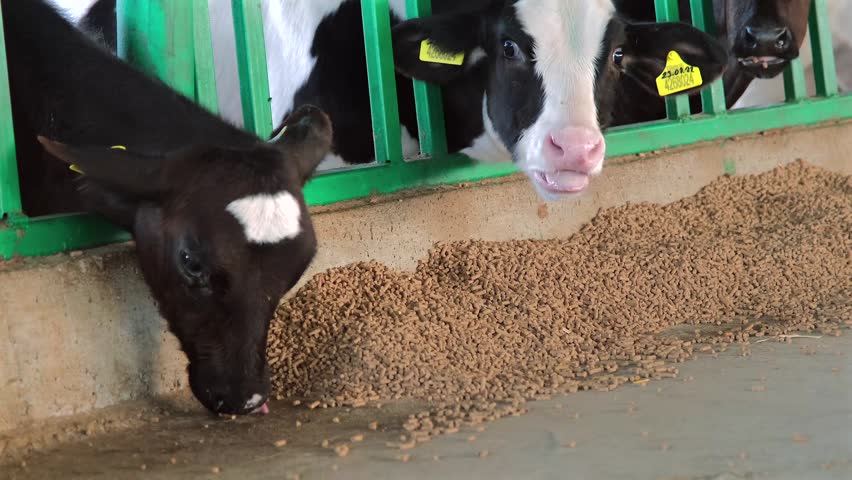 Young black and white Holstein calves eating organic pelleted feed from concrete floor behind metal green fence inside modern dairy farm facility. Close up view of livestock feeding action.