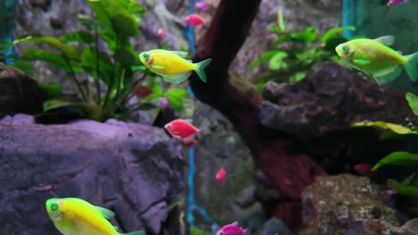 Vibrant fluorescent neon tetra fish swimming gracefully in a planted freshwater aquarium with rocks and aquatic plants.
