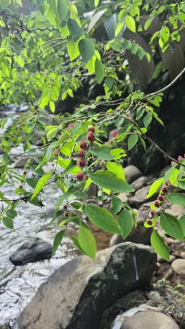 Close-up of green plant branches with small red berries hanging over a rocky river stream with flowing water.