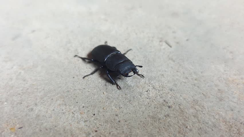 Black beetle observed closely on textured concrete ground, showing details of body segments, legs, and mandibles. Wildlife creature outdoors, captured with natural light on plain background.