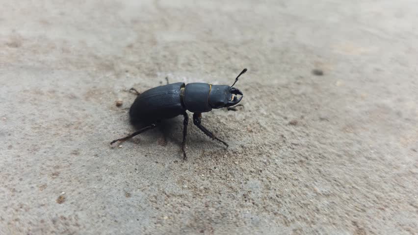 Detailed view of black beetle slowly moving on rough concrete surface. Insect body shines subtly in natural light. Focus on legs and textured ground.