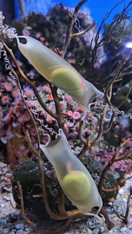 ​Translucent Shark Egg Cases with Visible Embryos Moving Inside at Den Blå Planet Aquarium.