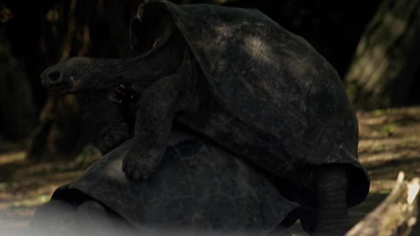 Two giant galapagos tortoises mating in the wild during breeding season in a slow motion video