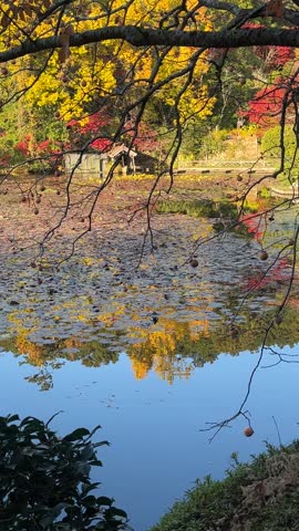 Vertical footage of a peaceful autumn lake in Arashiyama, Kyoto, where colorful orange, yellow, and green trees reflect across calm water filled with floating aquatic plants. A duck glides quietly through the center while gentle handheld movement creates an authentic natural atmosphere. Ideal for Japan tourism, travel films, nature documentaries, wellness content, seasonal advertising, and cinematic B-roll.