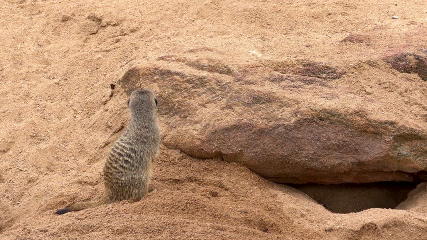 A meerkat stands alert on sand before moving toward a rocky burrow in Dubbo, Australia.