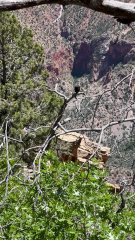 vulture on the tree in the Grand Canyon, Arizona, USA