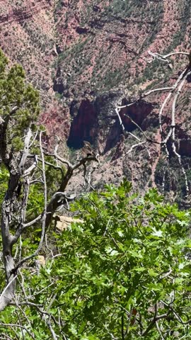 vulture on the tree in the Grand Canyon, Arizona, USA