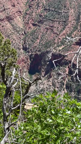 vulture on the tree in the Grand Canyon, Arizona, USA