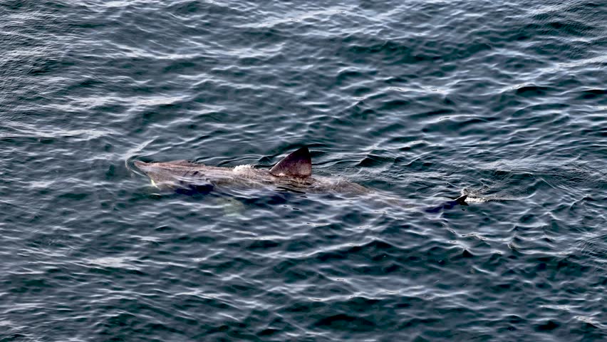 Aerial view of basking sharks at Muckross Head ,Donegal - Ireland