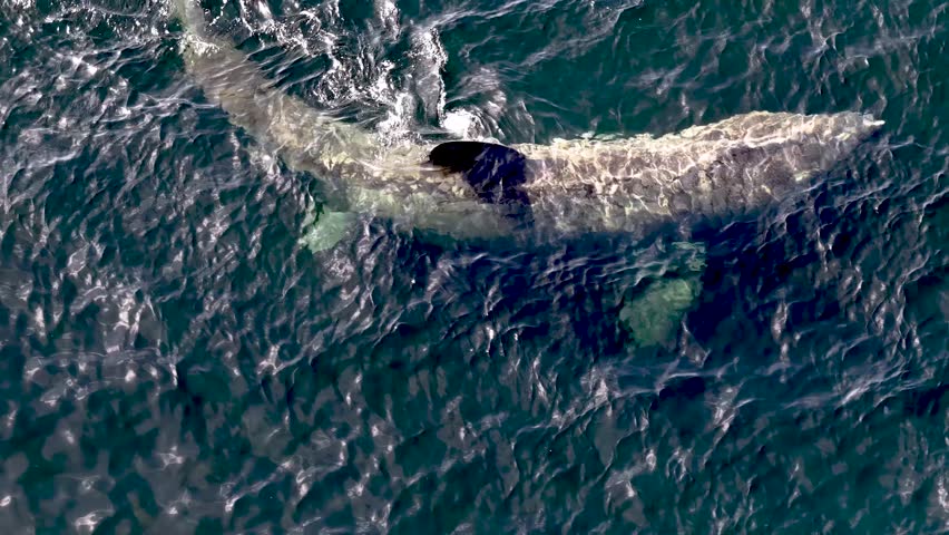 Aerial view of basking sharks at Muckross Head ,Donegal - Ireland