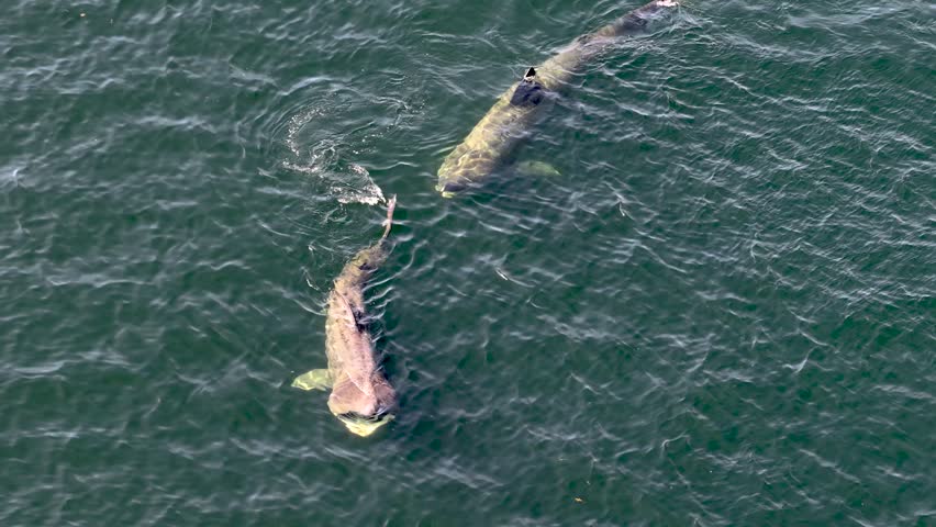 Aerial view of basking sharks at Muckross Head ,Donegal - Ireland