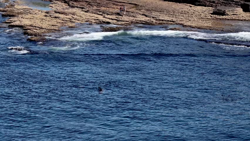 Aerial view of basking sharks at Muckross Head ,Donegal - Ireland