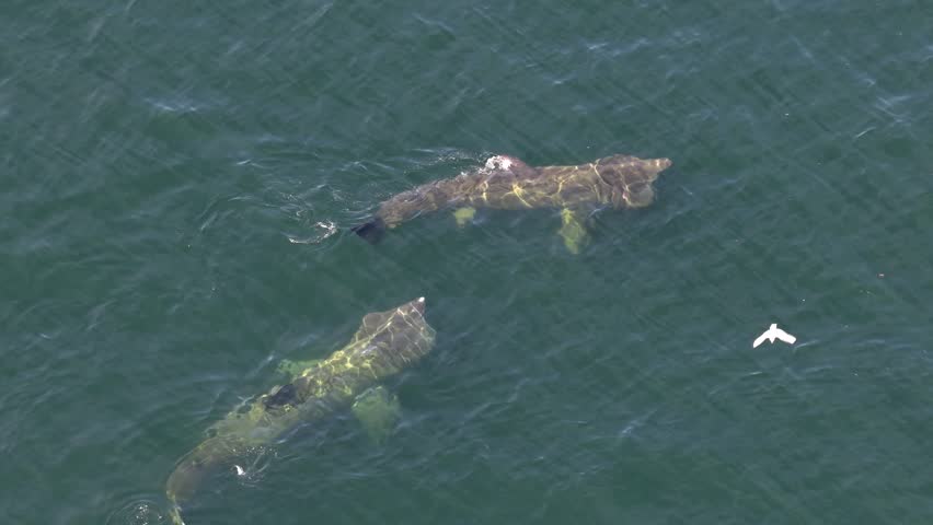 Aerial view of basking sharks in Donegal Bay - Ireland