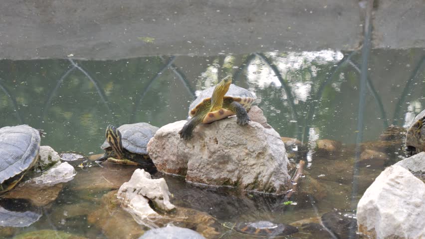 Water terrapins sunbathing on rocks in a pond at the National Garden of Athens, Greece