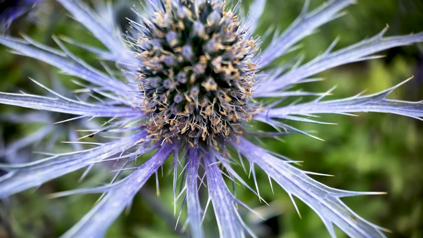 Eryngium sea holly flower fills the frame in a tight macro shot, revealing its spiky blue bracts and textured central cone.