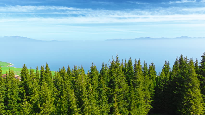 Aerial view of a dense pine forest overlooking a vast blue lake and distant mountain range in Xinjiang, China.