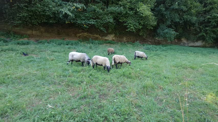 Sheep Grazing in the Swiss Countryside Near Bern with Traditional Bell Sounds