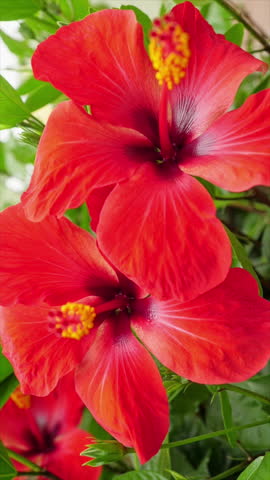 Red Hibiscus Flowers in Bloom. Two vivid tropical blossoms with yellow stamens move gently among lush green leaves. Ideal for botanical and summer projects.