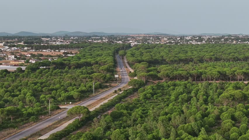 Highway with cars cutting through the forest canopy in Cadiz, Spain.