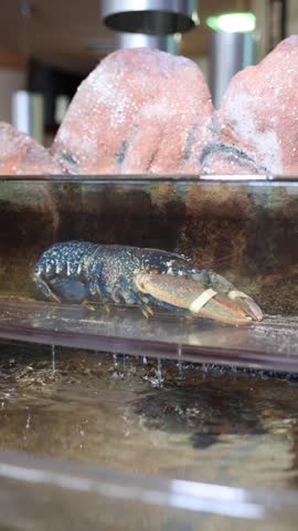 Blue lobster resting in a commercial seafood tank before being prepared for dinner