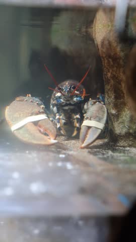 Blue lobster resting in a commercial seafood tank before being prepared for dinner