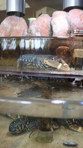 Blue lobster resting in a commercial seafood tank before being prepared for dinner