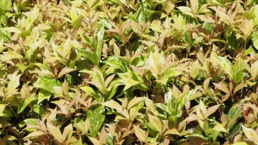 Osmanthus heterophyllus 