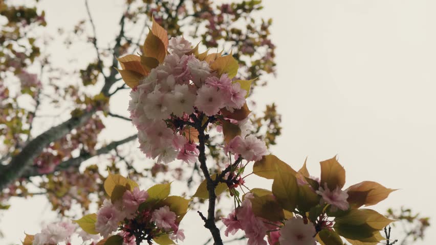 Delicate pink cherry blossom flowers bloom on tree branches, capturing the beauty of Japan